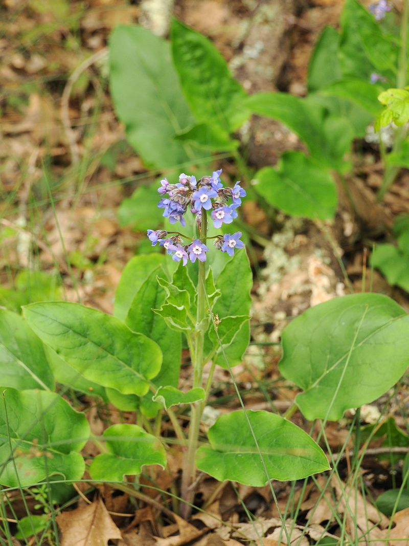 Изображение особи Adelinia grandis.