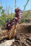 Orobanche coerulescens