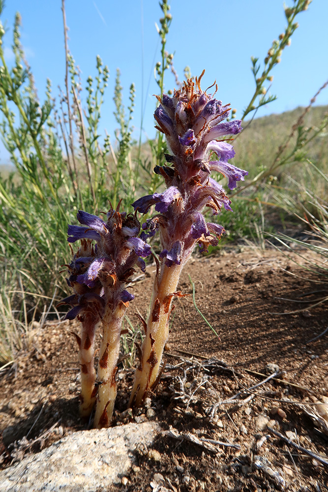 Image of Orobanche coerulescens specimen.