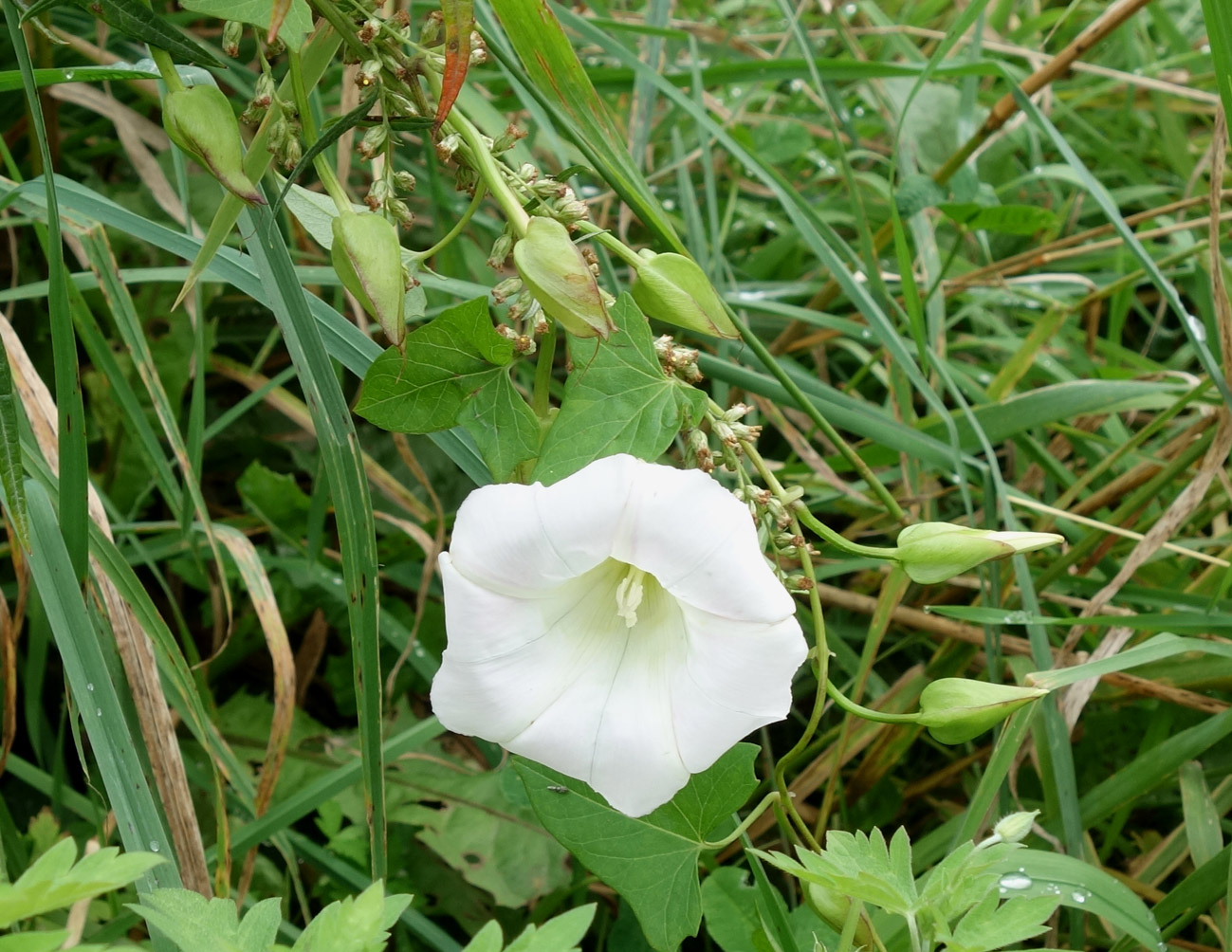 Изображение особи Calystegia inflata.