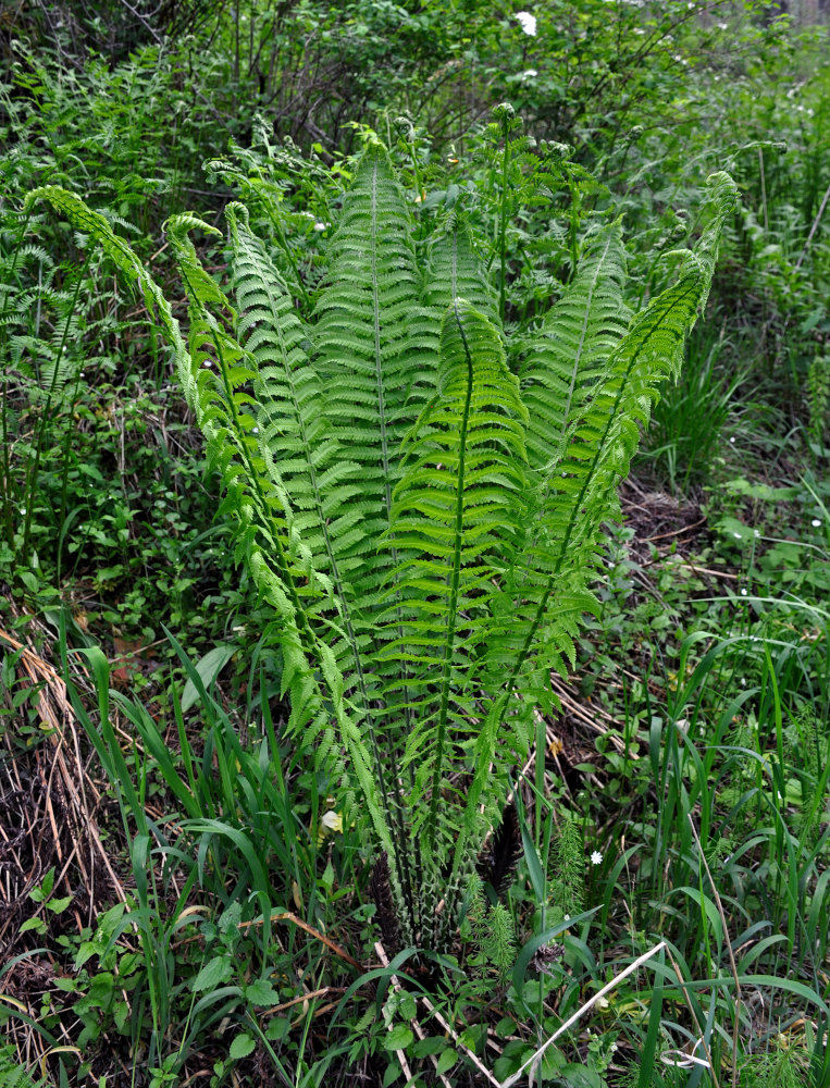 Image of Matteuccia struthiopteris specimen.