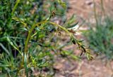 Artemisia dracunculus