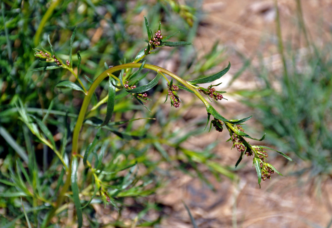 Изображение особи Artemisia dracunculus.