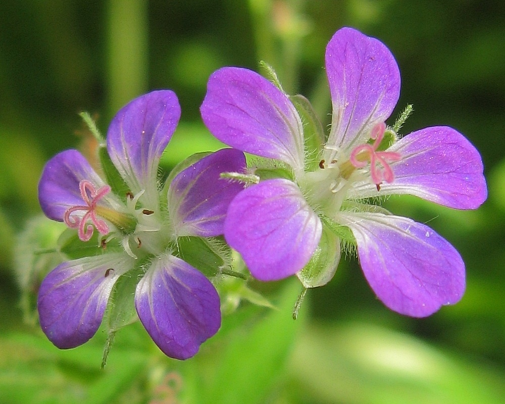 Image of Geranium sylvaticum specimen.