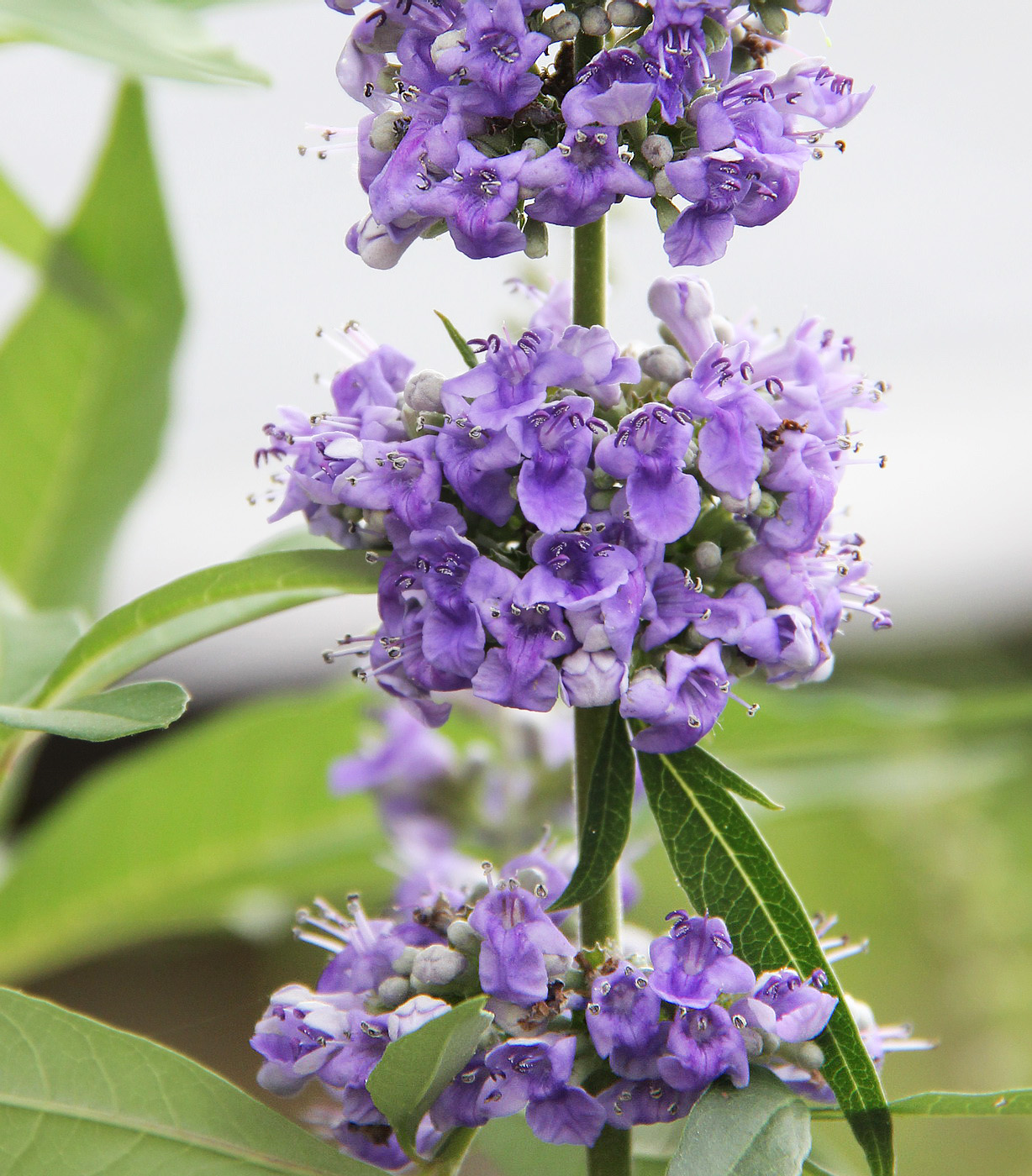 Image of Vitex agnus-castus specimen.