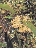 Pittosporum undulatum. Верхушка побега с соцветием. Испания, Канарские о-ва, Тенерифе, Пуэрто де ла Крус (Puerto de la Cruz), парк Таоро (Parque Taoro), в культуре. 11 марта 2008 г.