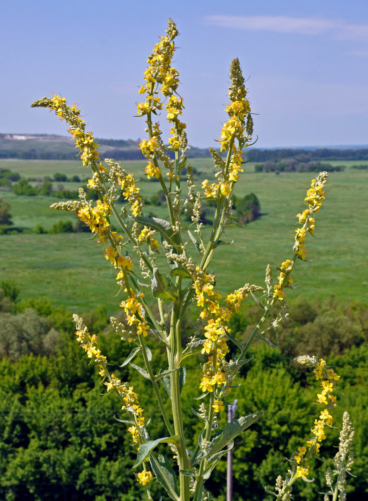 Image of Verbascum lychnitis specimen.