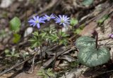 Anemone caucasica