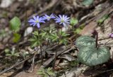 Anemone caucasica