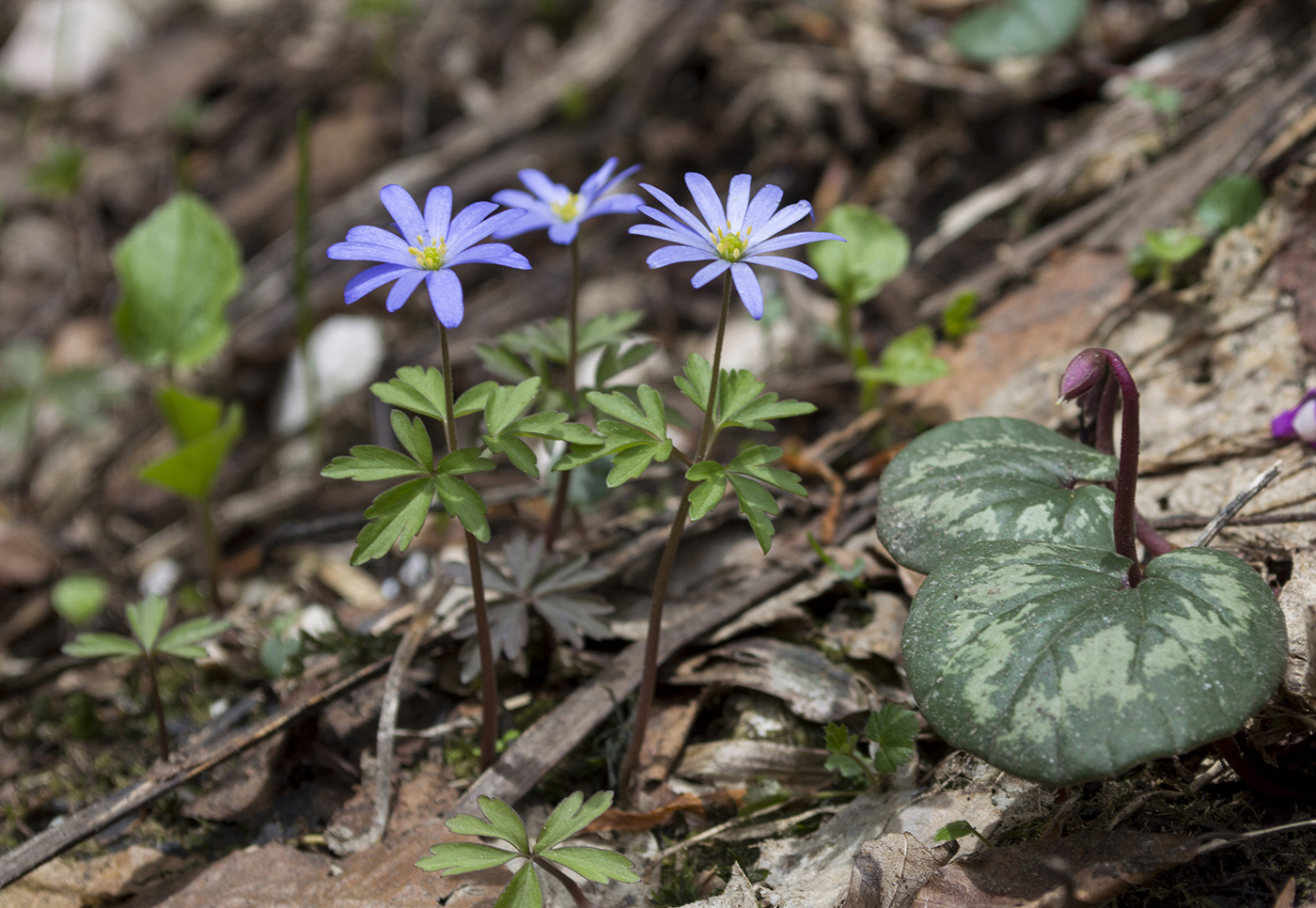 Image of Anemone caucasica specimen.