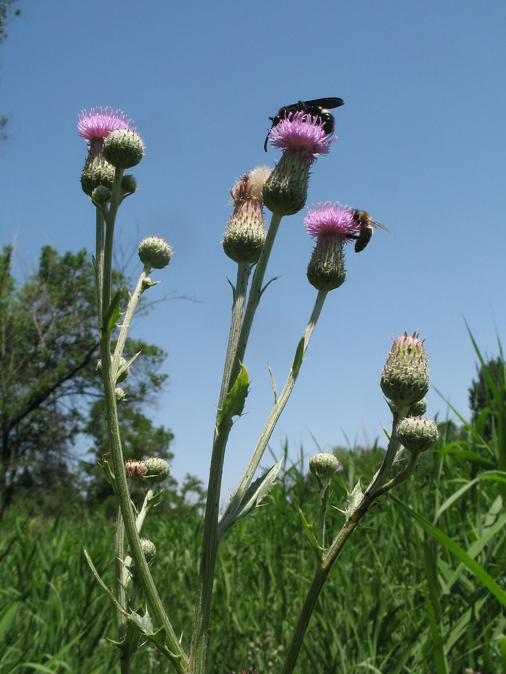 Изображение особи Cirsium incanum.