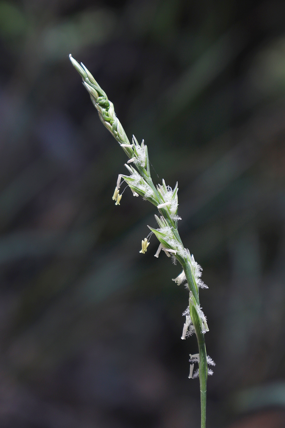 Image of Lolium remotum specimen.