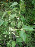 Euonymus maackii. Верхушка веточки с незрелыми плодами. Хабаровский край, окр. с. Галкино, в полосе между дорогой и лесом. 22.07.2019.