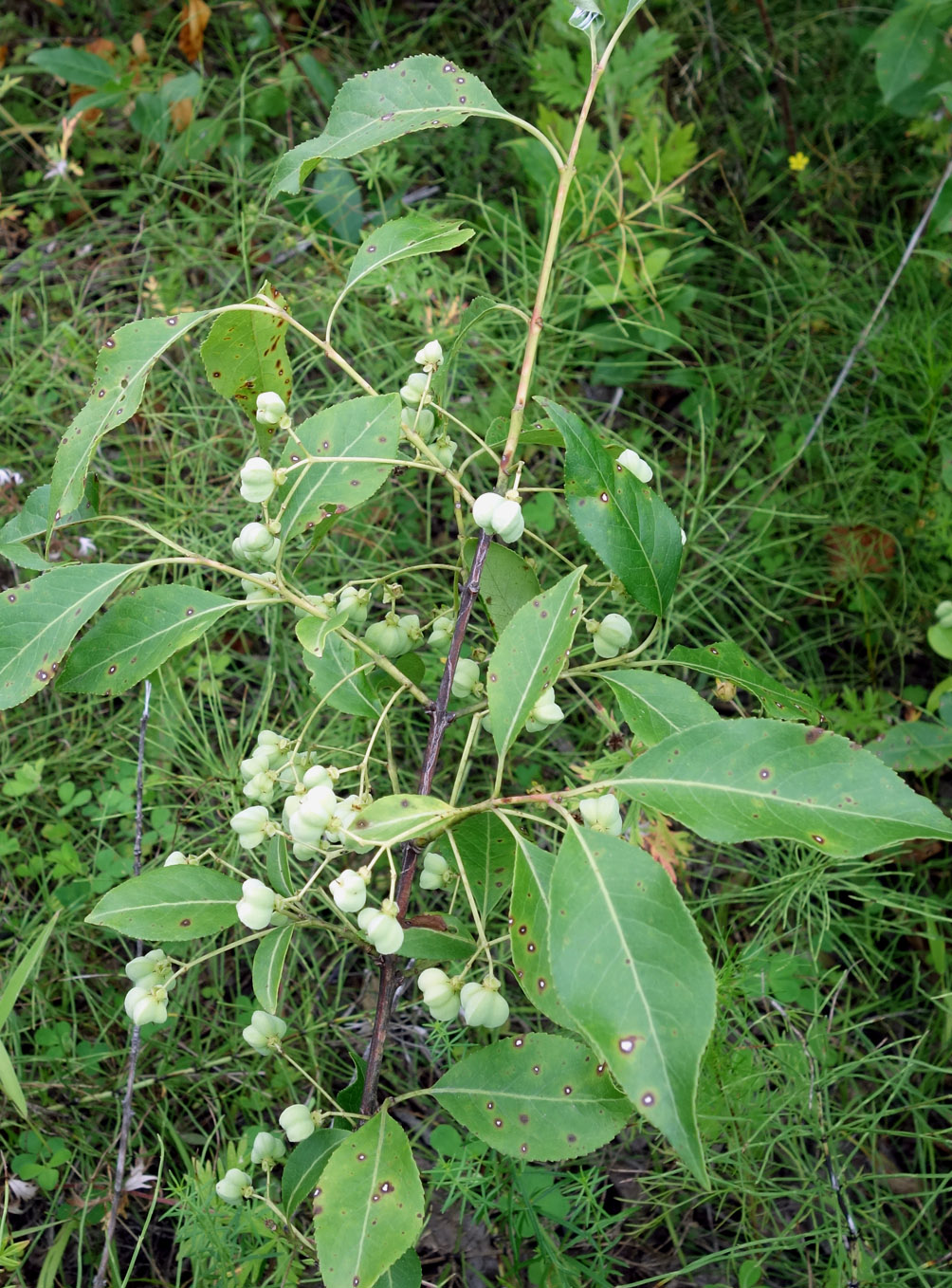 Изображение особи Euonymus maackii.