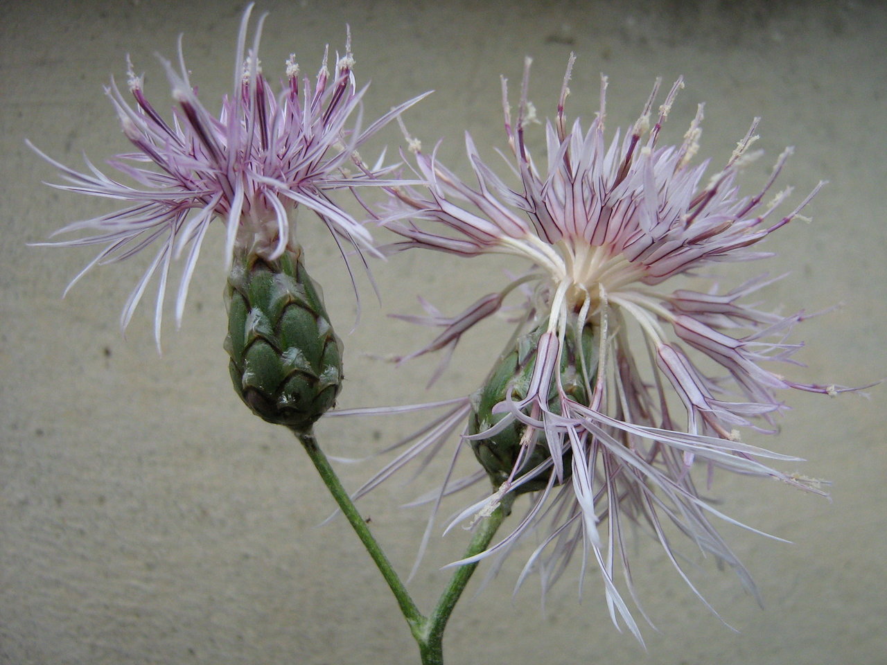 Image of Rhaponticoides wagenitziana specimen.