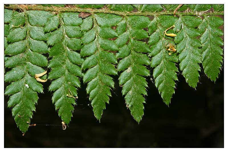 Изображение особи Polystichum braunii.