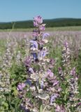 Salvia sclarea. Верхушка цветущего растения. Крым, Бахчисарайский р-н, окр. с. Холмовка, в культуре. 28.06.2020.