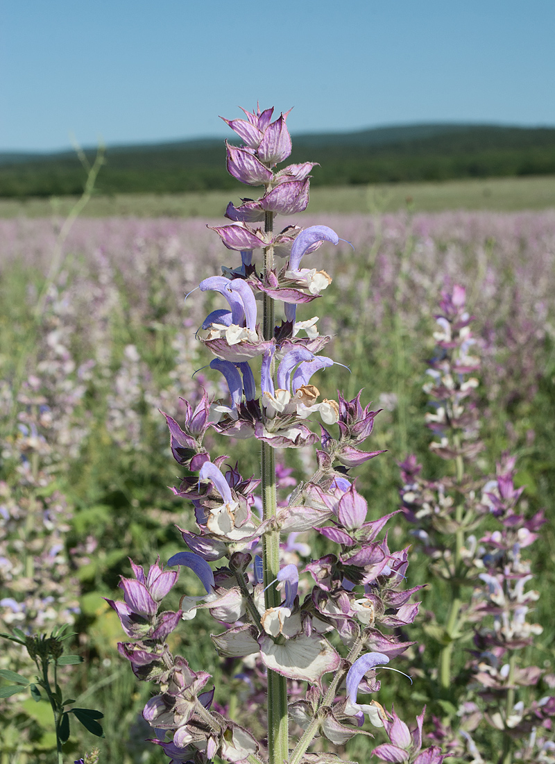 Image of Salvia sclarea specimen.