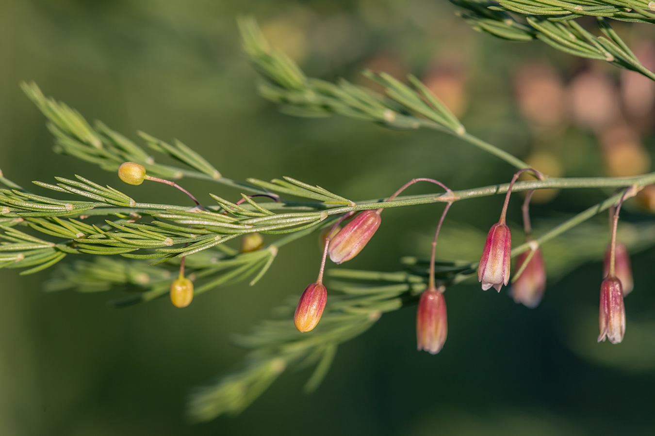 Изображение особи Asparagus officinalis.