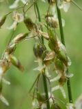 Image of taxon representative. Author is Наталия Панкова