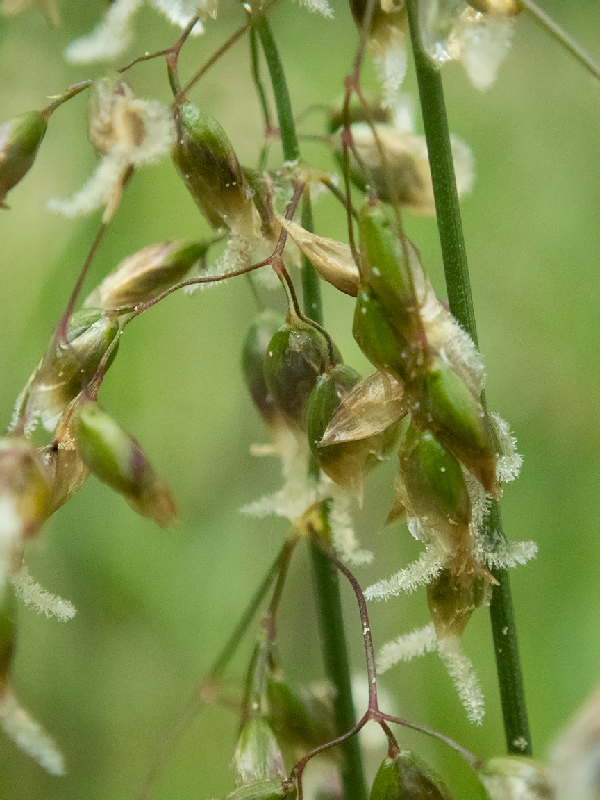 Image of Hierochloe odorata specimen.