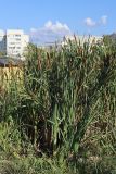 Typha latifolia