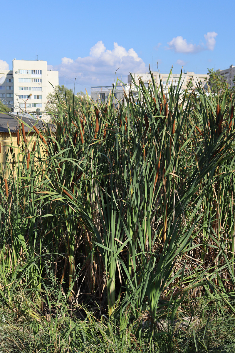Image of Typha latifolia specimen.