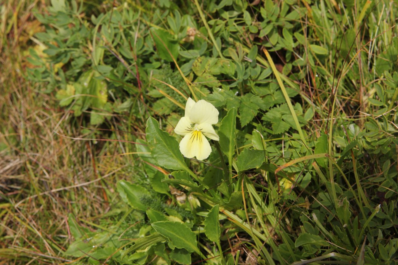 Изображение особи Viola altaica.