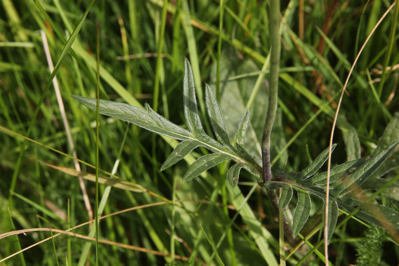 Изображение особи Knautia arvensis.