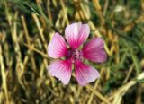 Althaea cannabina. Цветок. Крым, Карадагский заповедник. 17.08.2020.