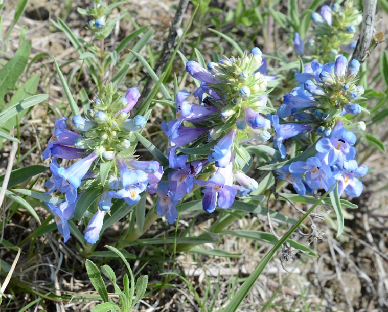 Изображение особи Penstemon glaber.