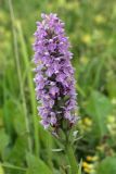 Dactylorhiza baltica