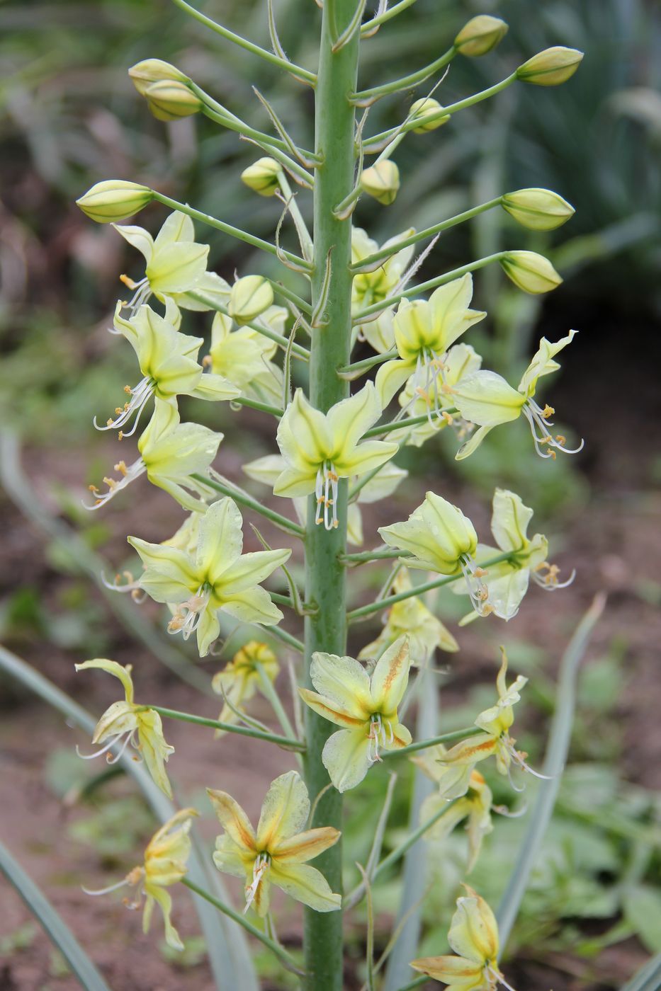 Изображение особи Eremurus luteus.