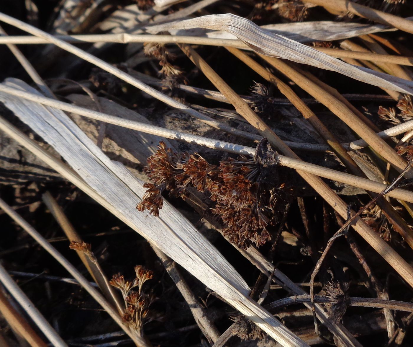 Изображение особи Juncus effusus.