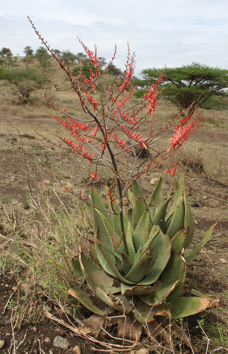 Image of Aloe secundiflora specimen.