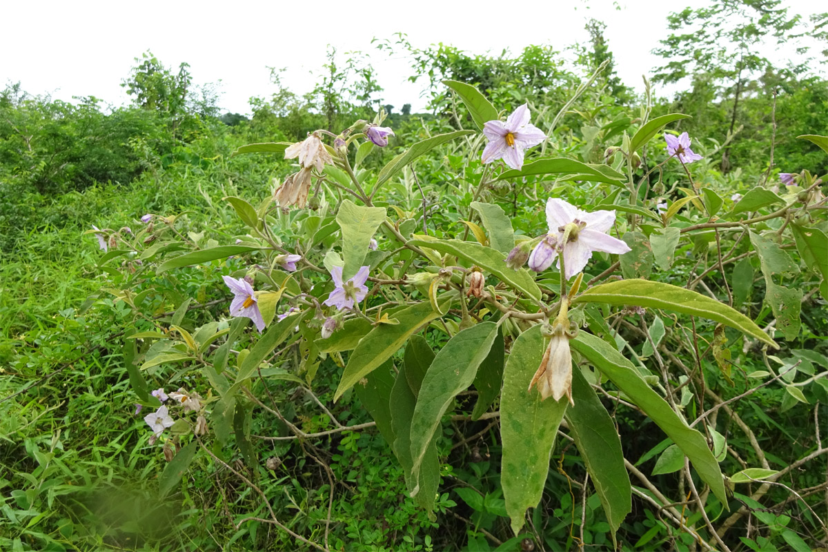 Изображение особи Solanum incanum.