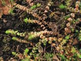 Illecebrum verticillatum. Побеги плодоносящих растений. Нидерланды, провинция Noord-Holland, Amstelveen, ландшафтный парк Dr. Jac. P. Thijssepark, участок с разреженным травяным покровом. 31 октябпя 2009 г.