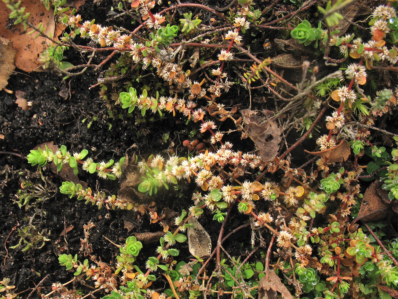 Image of Illecebrum verticillatum specimen.