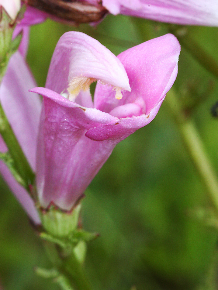 Image of Pedicularis grandiflora specimen.