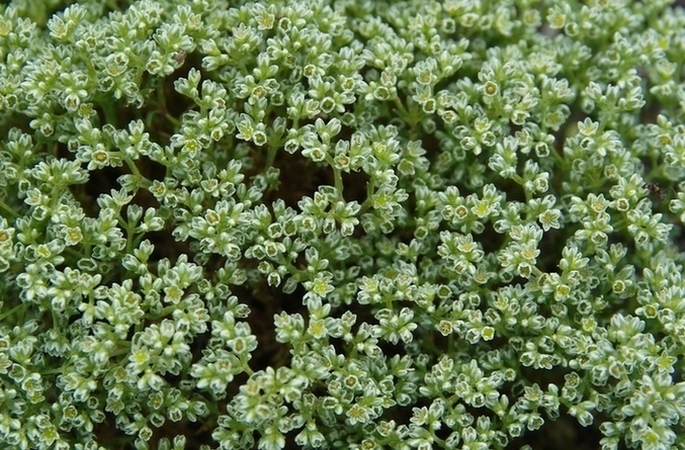 Image of Scleranthus perennis specimen.