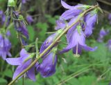 Campanula sarmatica. Соцветие. Кабардино-Балкария, Эльбрусский р-н, окр. с. Нейтрино, ок. 1850 м н.у.м., каменистое место. 09.07.2020.