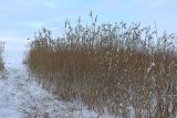 Phragmites australis. Заросли плодоносящих растений. Санкт-Петербург, Кронштадтский р-н, о. Котлин, заказник «Западный Котлин», на берегу Финского залива. 31.03.2021.