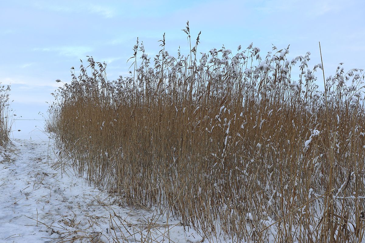 Изображение особи Phragmites australis.