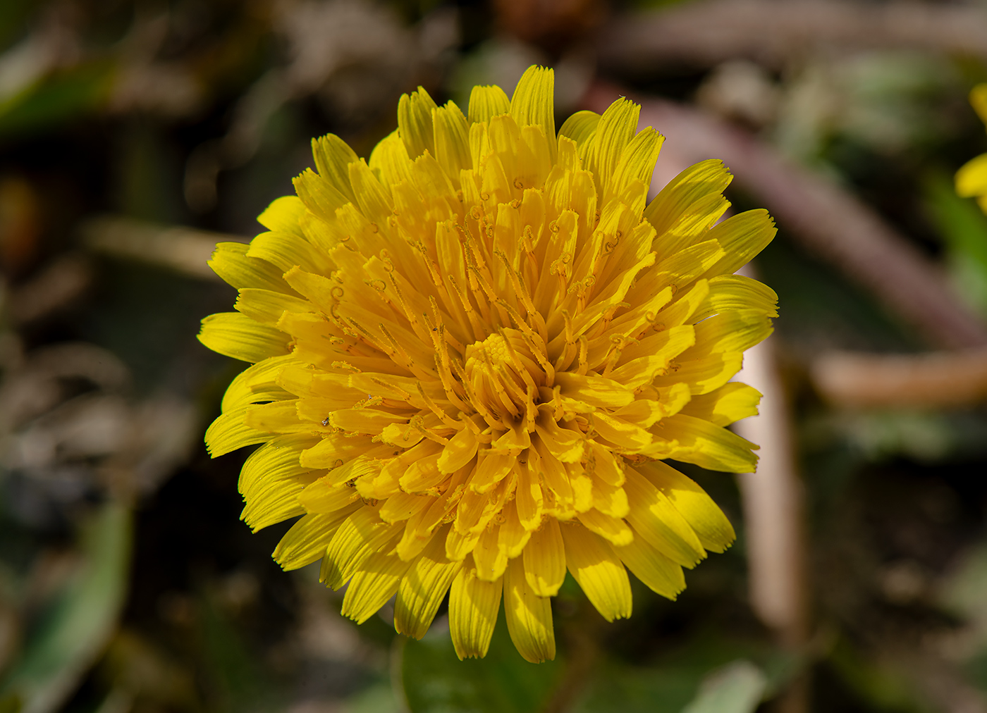 Изображение особи род Taraxacum.