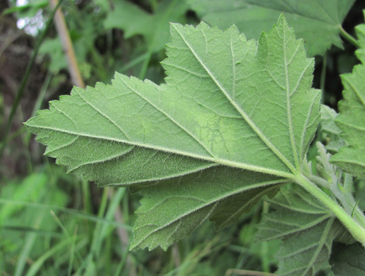 Image of Althaea armeniaca specimen.