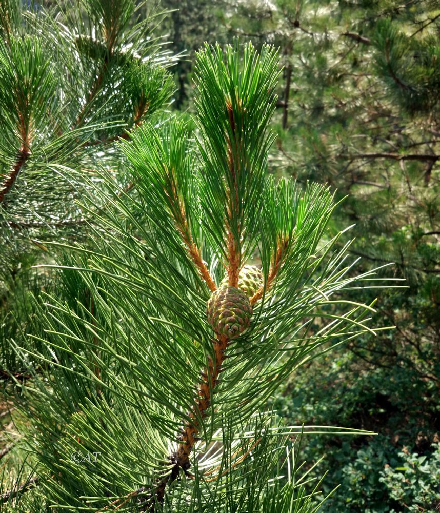 Image of Pinus sylvestris ssp. hamata specimen.