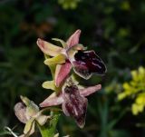 Ophrys mammosa