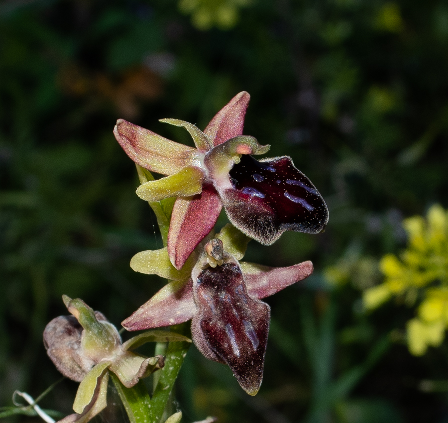 Image of Ophrys mammosa specimen.