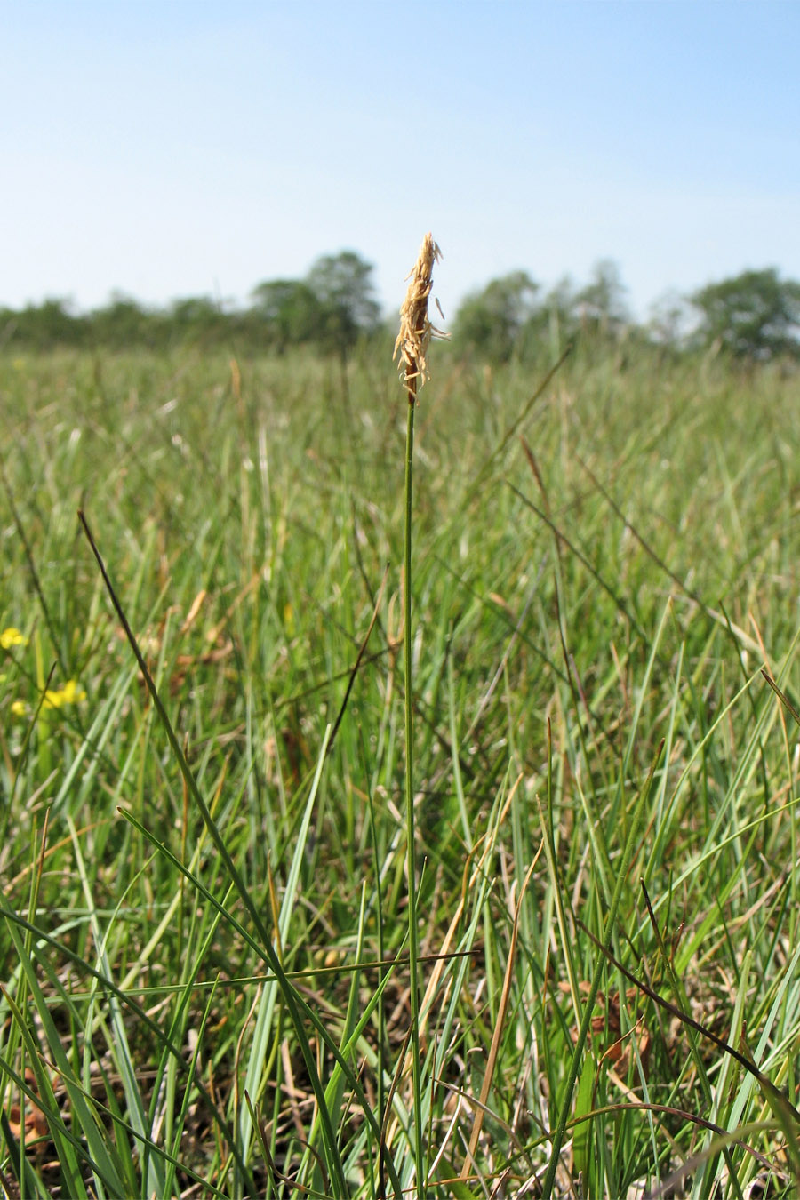 Изображение особи Carex dioica.