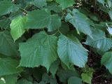 Tilia platyphyllos